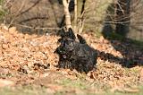 SCOTTISH TERRIER 101